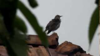 STURZUL  Song Thrush Grive  Turdus [upl. by Hewet]