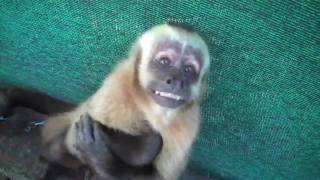 Mating behavior in female Capuchins [upl. by Ojoj]