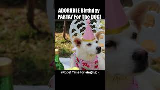 Adorable dog birthday party shorts dog dogbirthday [upl. by Nueoras133]