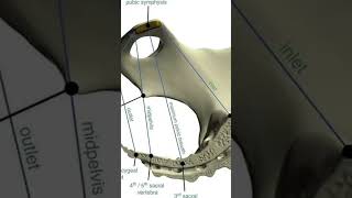 Anatomy of pelvis GNM ANM BSc Nursing [upl. by Sugna]