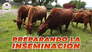 PREPARAMOS LAS VACAS PARA INSEMINAR  Rancho Cinco Talentos  Ganadería [upl. by Ahsram152]