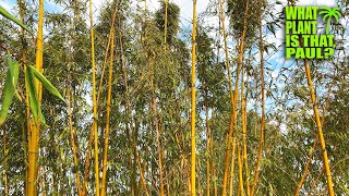 Phyllostachys Vivax Chinese timber bamboo  One of the hardiest timber bamboo  Can grow to 70 ft [upl. by Nellak]