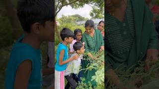 மாடு பூச்சி🧐 Cow Bug Treehopper  சீம கருவேல மரம்  Honeydew villagelife nature kids story [upl. by Zorah]