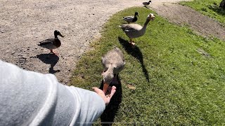 Hissing Goose Cute Ducks Happy Life [upl. by Ylicec677]