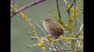 Wren Clips  Doxey Marshes and Isabel Trail part 1 [upl. by Kralc309]