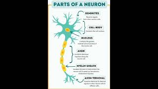 structure of neurone [upl. by Anisor]