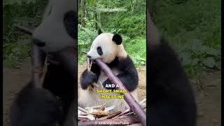 Why Do Pandas Suck At Surviving [upl. by Polard720]