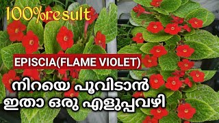 Episcia plant care malayalamepiscia care and propogation Flame violethanging plan care malayalam [upl. by Clive]