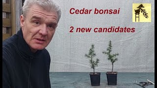 Cedar bonsai  2 new candidates [upl. by Rex756]