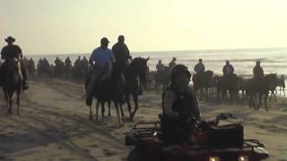 Chincoteague Pony Beach Walk [upl. by Aicenek]