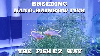 Breeding Threadfin Rainbowfish amp Blue Eye Rainbowfish Explained the FishEZ way [upl. by Nylahsoj]