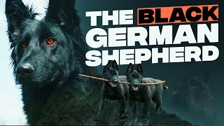 The 5 German Shepherd Breed Types Simply Explained [upl. by Pinelli]