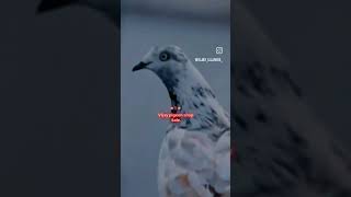 Vijay pigeon shop sale lover in 🥰🕊️💯 [upl. by Piselli]