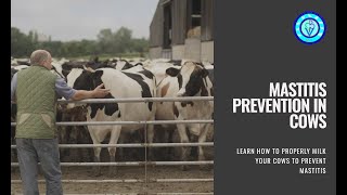 How to Prevent Mastitis in Dairy Cows 🐄 [upl. by Gardia]