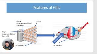 Gas Exchange in Fish  A level Biology [upl. by Gibert]