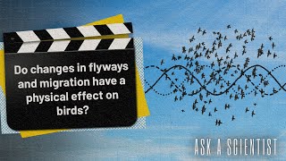 ASK A SCIENTISTDo changes in flyways and migration have a physical effect on birds [upl. by Stephenson622]