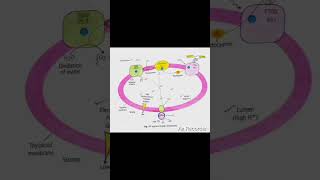 Photosynthesis ATP synthesis through chemiosmosis biology [upl. by Enrak]