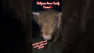 Baby Highland Cow LOVES Candy Canes ASMR HighlandCow HeilanCoo shorts [upl. by Alhan253]