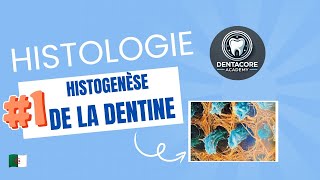 Histogenèse de la dentine I Dentinogenese 🤓 Part 1 [upl. by Zumwalt]