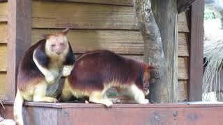 Goodfellows Tree Kangaroos having a snack [upl. by Auria]