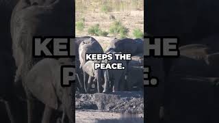 The POWER of Matriarchy African Elephants Secret [upl. by Yllim417]