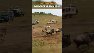 Lion Jumps Into Wildebeest Stampede [upl. by Verla]