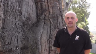 Yingabeal The Wurundjeri Scarred Tree at Heide Museum of Modern Art [upl. by Anuat827]