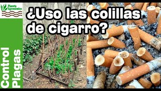 ¿Se pueden utilizar las COLILLAS de CIGARRO usadas para el HUERTO biointensivo [upl. by Joline]