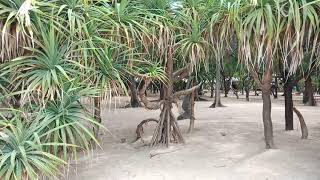 The Nilaveli Beach Hotel near Trincomalee Sri Lanka [upl. by Atterg]