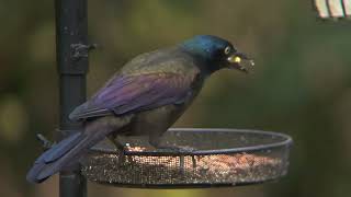 Grackles birds birdwatching nature Minnesota [upl. by Gershom668]