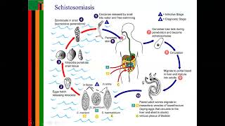 schistosomiasis LIFE CYCLE [upl. by Shapiro]