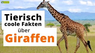 19 tierisch coole SteckbriefFakten über Giraffen  DokuWissen für Kinder [upl. by Madlin897]