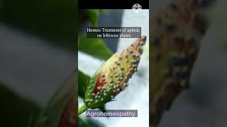 how to get rid of aphids in hibiscus planthomeogardening agrohomeopathy [upl. by Zelig]