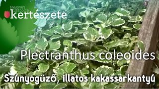 Szúnyogűző illatos Kakassarkantyú  Plectranthus madagascariensis Plectranthus coleoides [upl. by Holcman]