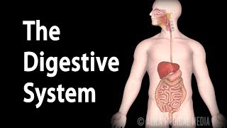 Physiology Basics the Digestive System Animation [upl. by Junieta]