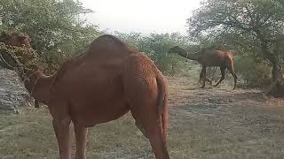 kamal puri Daachi FarmVery Famous Camels in the WorldBeautifull Camels [upl. by Atiroc345]