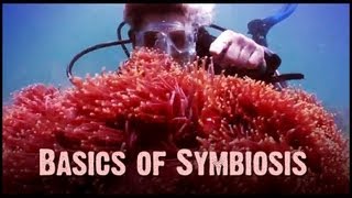 Symbiosis Mutualism Commensalism and Parasitism [upl. by Ynattir]