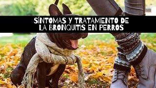 Síntomas y Tratamiento De La Bronquitis En Perros [upl. by Let]