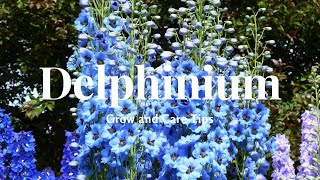 Delphinium Grow and Care Tips [upl. by Argyres]