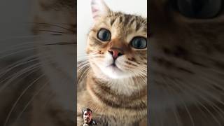 funny cats comedy [upl. by Rolanda363]