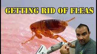 How to get rid of fleas in your home [upl. by Llenyr]