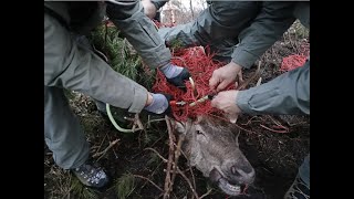 Corpo forestale del Trentino  Salvataggio cervo impigliato in una rete a Monte Terlago [upl. by Supmart]