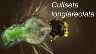 Culiseta longiareolata larvae [upl. by Nutsud]