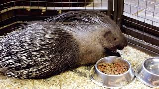 Top 10 Interesting Facts aboutPorcupines [upl. by Eissirhc]