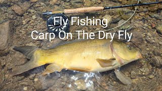 Fly Fishing  Carp On The Dry Fly 잉어 플라이낚시 [upl. by Terris]