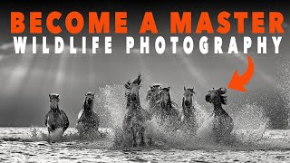 Learn Wildlife Photography  How to Light [upl. by Basham46]