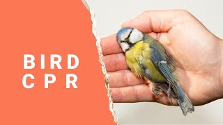 How To Give Your bird CPR  CPR for Birds [upl. by Sorci]