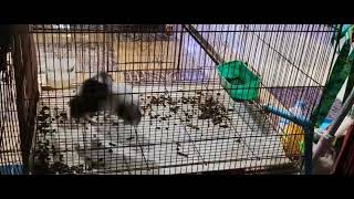 Two playful guinea pigs in a pet shop [upl. by Haroppizt497]