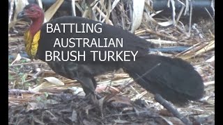 How to Stop a Brush Turkey from Building his Nest [upl. by Nayhr]