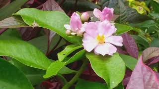 Ora pro nóbis tenho a pereskia grandifolia rosa e a pereskia bleo a laranjada🌺🌵 [upl. by Nosemaj]